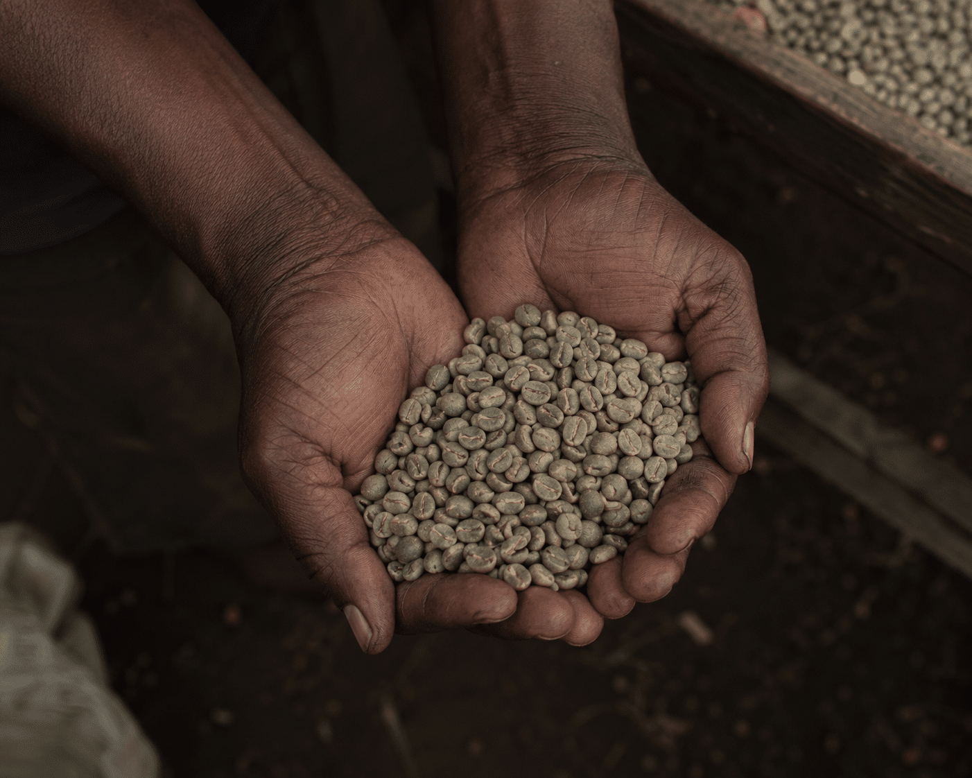 Farmer's hands cupping raw green coffee beans — the human origin of every Qahwa sourcing relationship