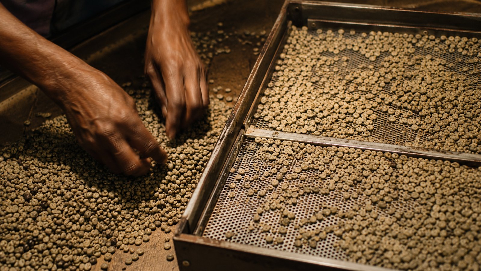 Kavugangoma Reserve 15+ — FW 15+ Premium graded Burundi Arabica
